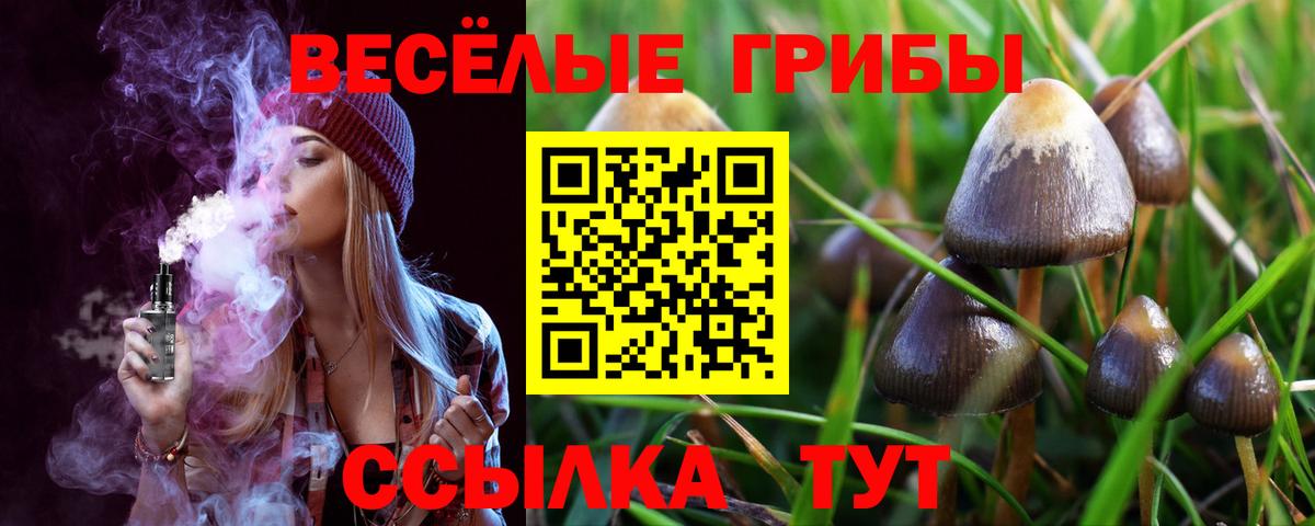Псилоцибиновые грибы Cubensis  Вход с VPN  Мурино  где купить наркоту  Галлюциногенные грибы Psilocybe 